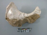 藏品(貝類)的圖片